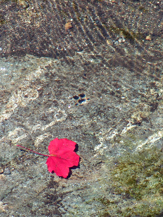 Fotografía por OneHappyFemale para DesignCrowd (Community Contests) | Diseño #9121149