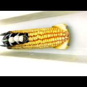 Photoshop Design by Vortex