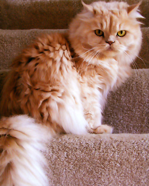 Fotografie von dsa157 für DesignCrowd (Community Contests) | Design #9105985