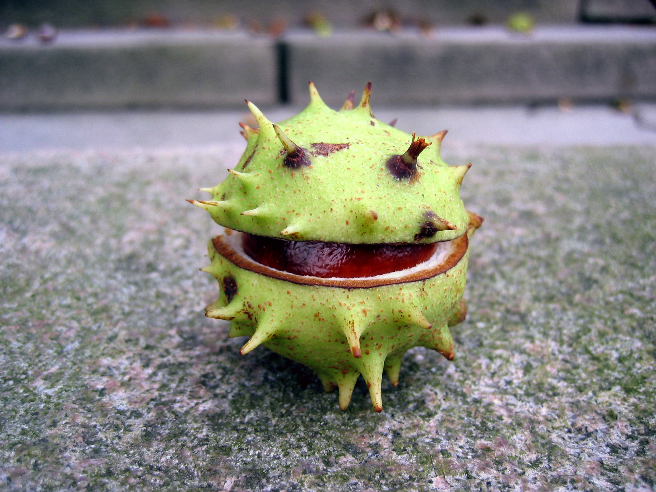 Fotografie von hygglobert für DesignCrowd (Community Contests) | Design #9121414