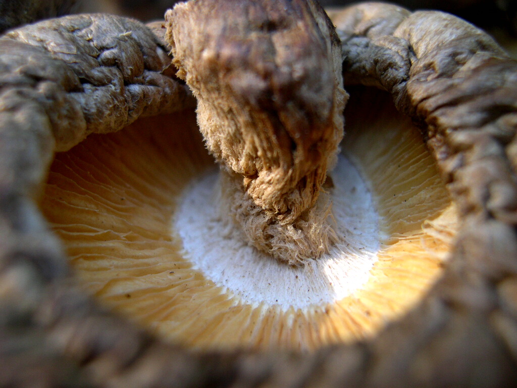 Photography by bluntodoss for DesignCrowd (Community Contests) | Design #9121462