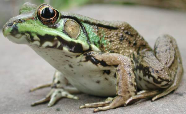 Photoshop Design by DBDesigns for DesignCrowd (Community Contests) | Design #9134231