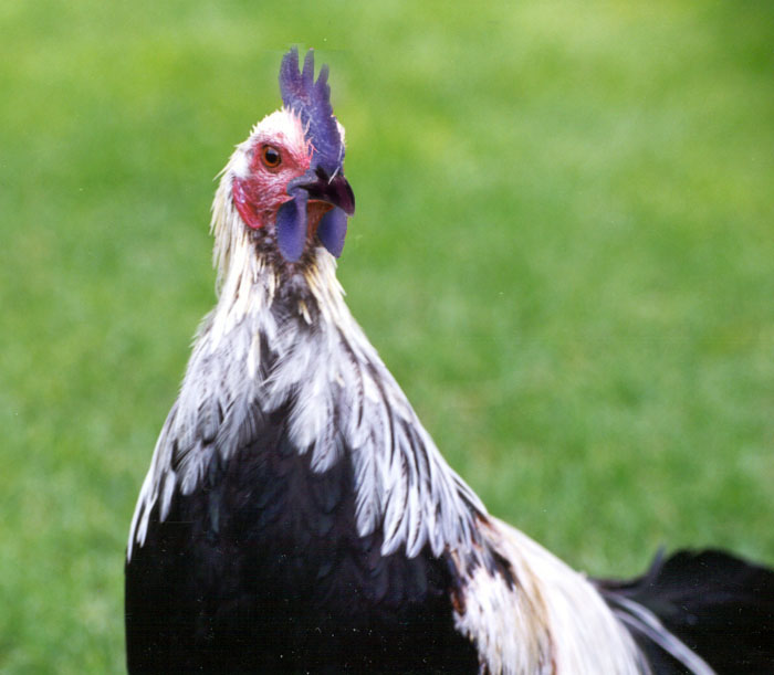 Photoshop Design by happyotterlover for DesignCrowd (Community Contests) | Design #9119155