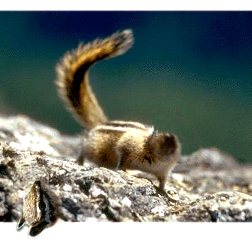 Photoshop Design by spitzit for DesignCrowd (Community Contests) | Design #9133622