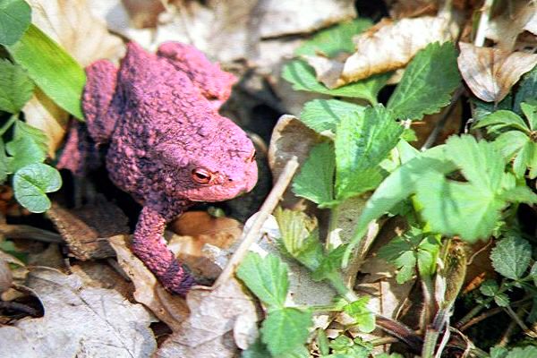 Design Photoshop par Pazaahhh pour DesignCrowd (Community Contests) | Design #9119185