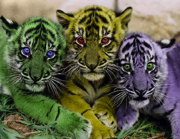 Photoshop-Design von Delisk für DesignCrowd (Community Contests) | Design #9119227