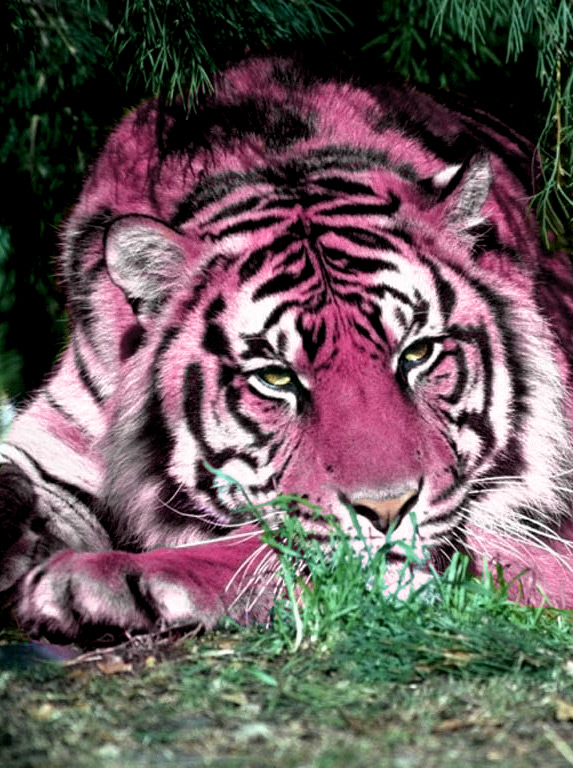 Photoshop Design by hipnoart for DesignCrowd (Community Contests) | Design #9119246