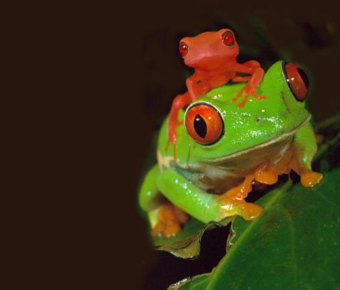 Diseño de Photoshop por pieterjos para DesignCrowd (Community Contests) | Diseño #9119298