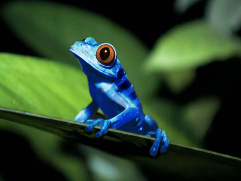 Photoshop Design by damonfreemanza for DesignCrowd (Community Contests) | Design #9119504