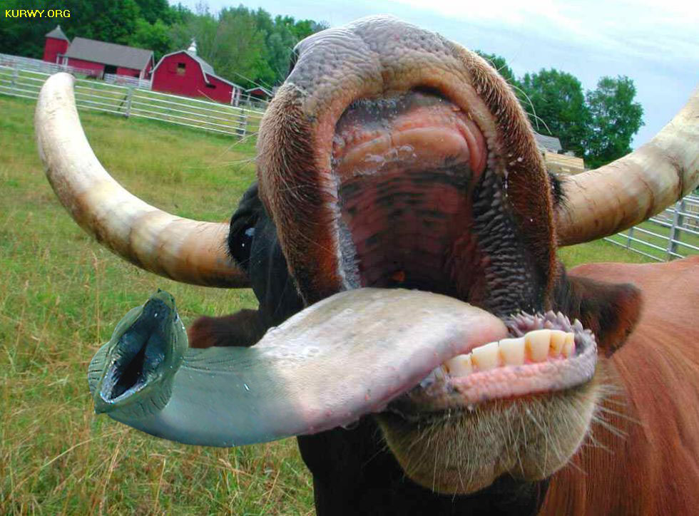 Photoshop Design by ZaphodBeeblebrox for DesignCrowd (Community Contests) | Design #9136251