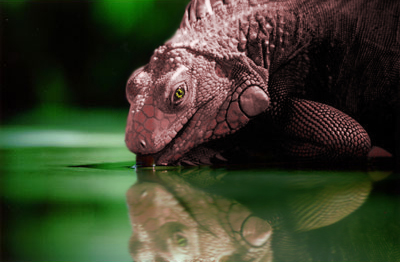 Photoshop Design by Salvoroni for DesignCrowd (Community Contests) | Design #9119592