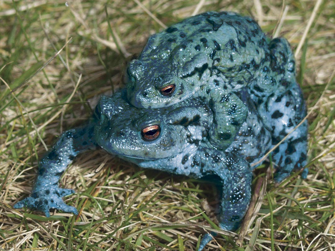 Diseño de Photoshop por uk2usadaz para DesignCrowd (Community Contests) | Diseño #9119491