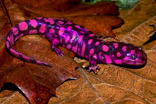 Photoshop-Design von robayer für DesignCrowd (Community Contests) | Design #9119394