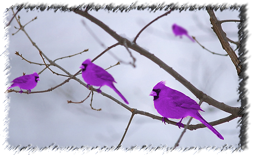 Photoshop Design by MitchPix for DesignCrowd (Community Contests) | Design #9119472