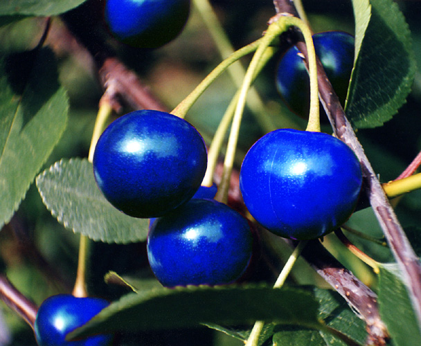 Photoshop Design by Androsity for DesignCrowd (Community Contests) | Design #9119455