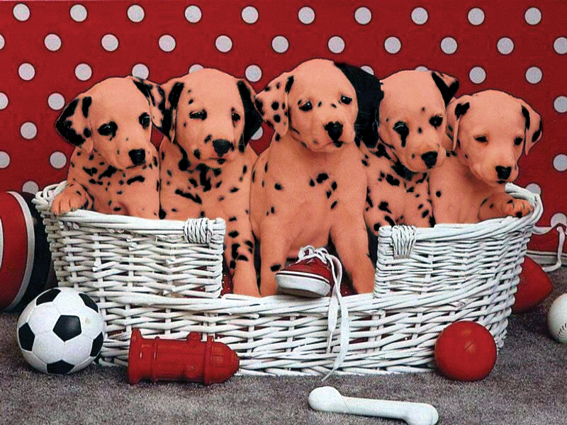 Photoshop Design by SkyEWR for DesignCrowd (Community Contests) | Design #9119488