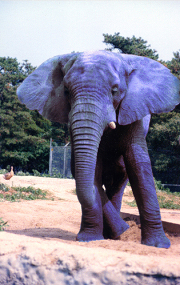 Photoshop Design by dollyllama for DesignCrowd (Community Contests) | Design #9119377