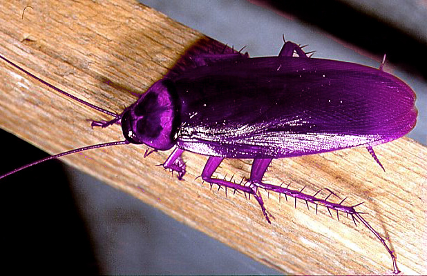 Photoshop Design by blueorb for DesignCrowd (Community Contests) | Design #9119629