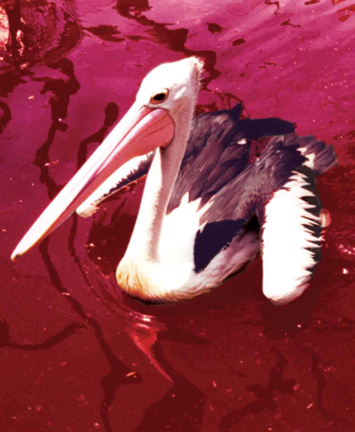 Photoshop Design by Clementine for DesignCrowd (Community Contests) | Design #9119626