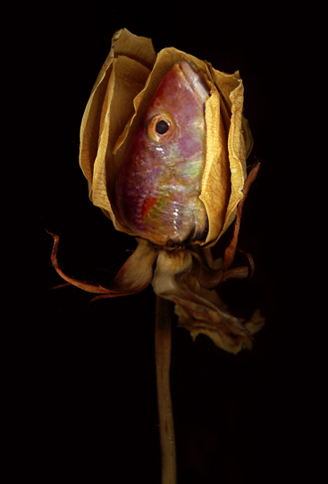 Photoshop Design by QuintanaRoo for DesignCrowd (Community Contests) | Design #9136432