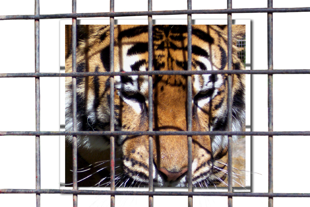 Photoshop Design by BronzeWing for DesignCrowd (Community Contests) | Design #9132212