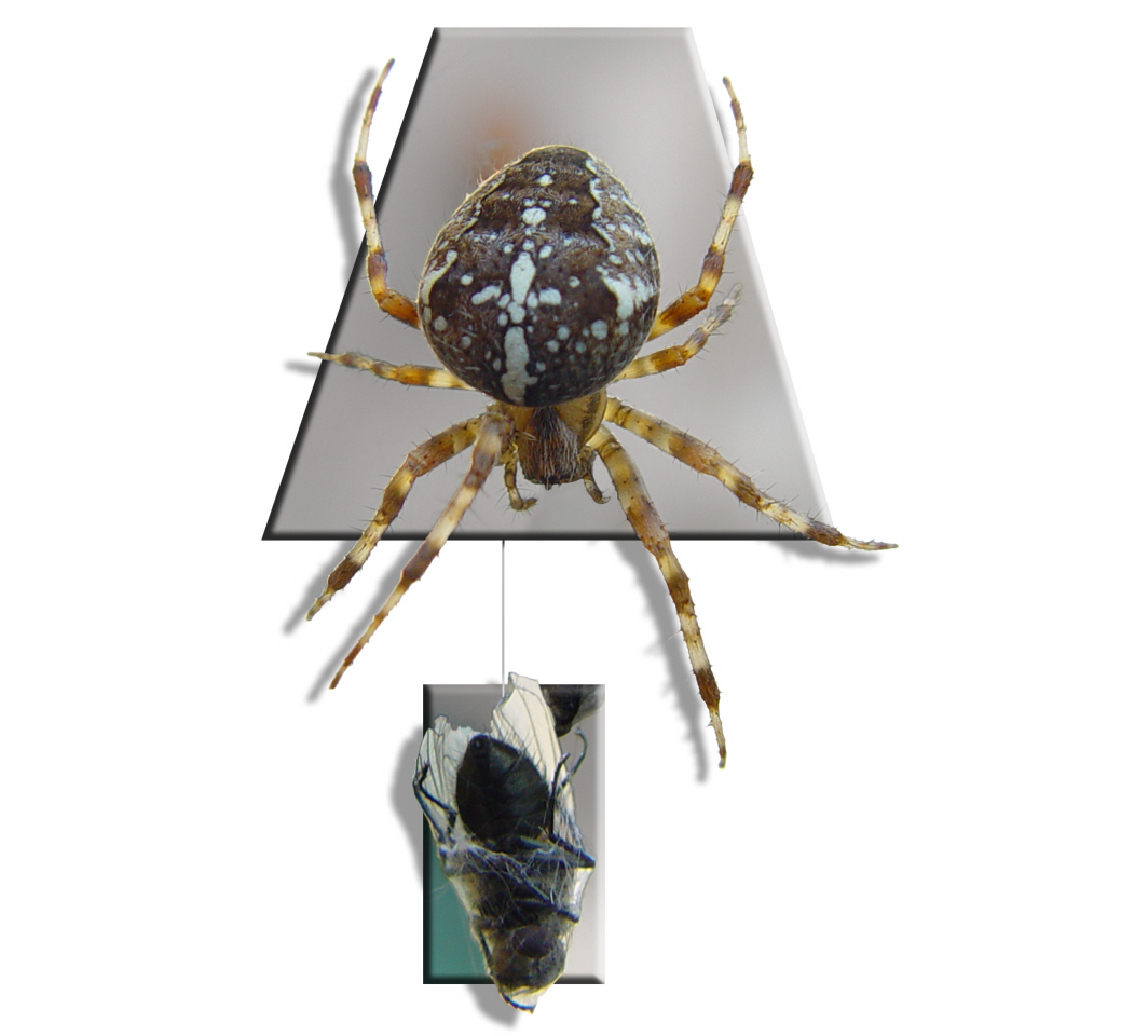 Photoshop Design by ThreeDean for DesignCrowd (Community Contests) | Design #9132259