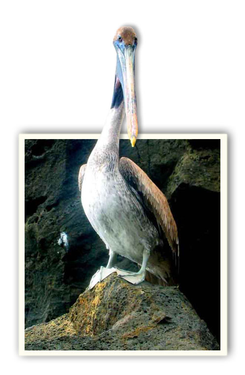 Photoshop-Design von MadamXelda für DesignCrowd (Community Contests) | Design #9132303