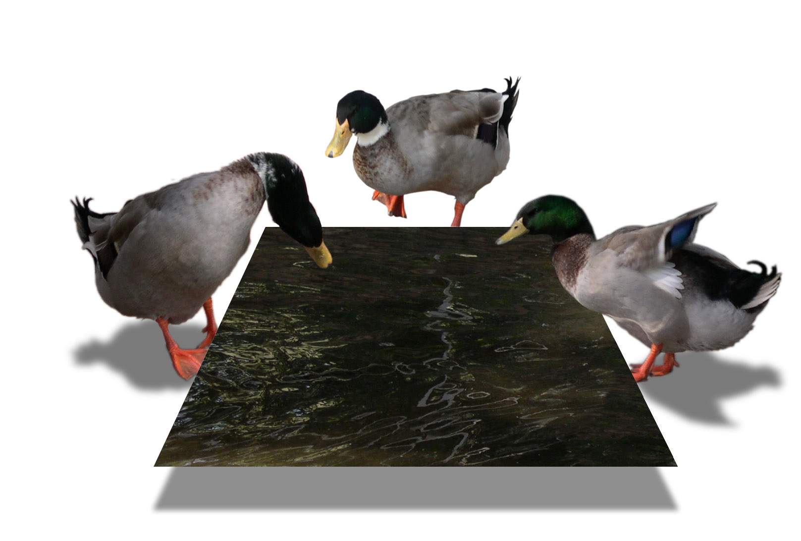 Diseño de Photoshop por chaky para DesignCrowd (Community Contests) | Diseño #9132401