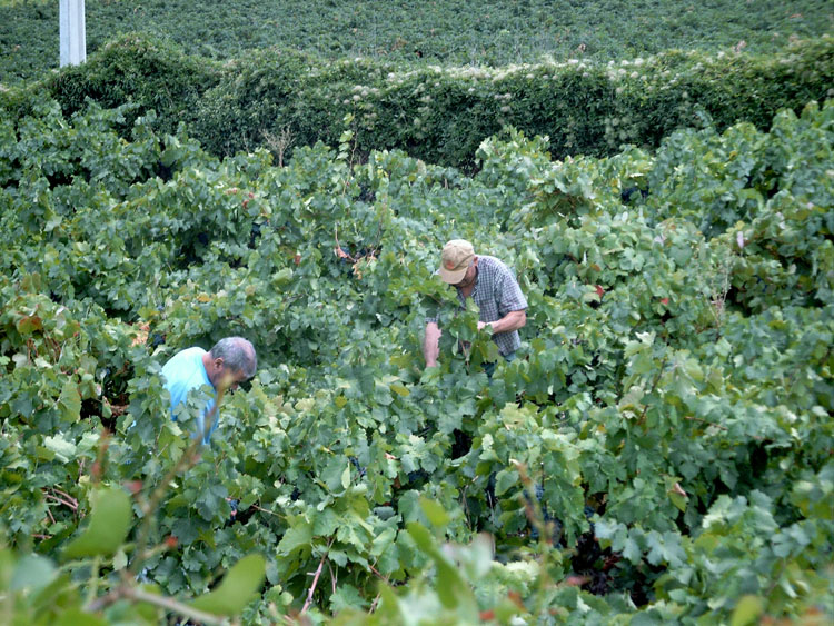 Photography by Dragon60 for DesignCrowd (Community Contests) | Design #9133110