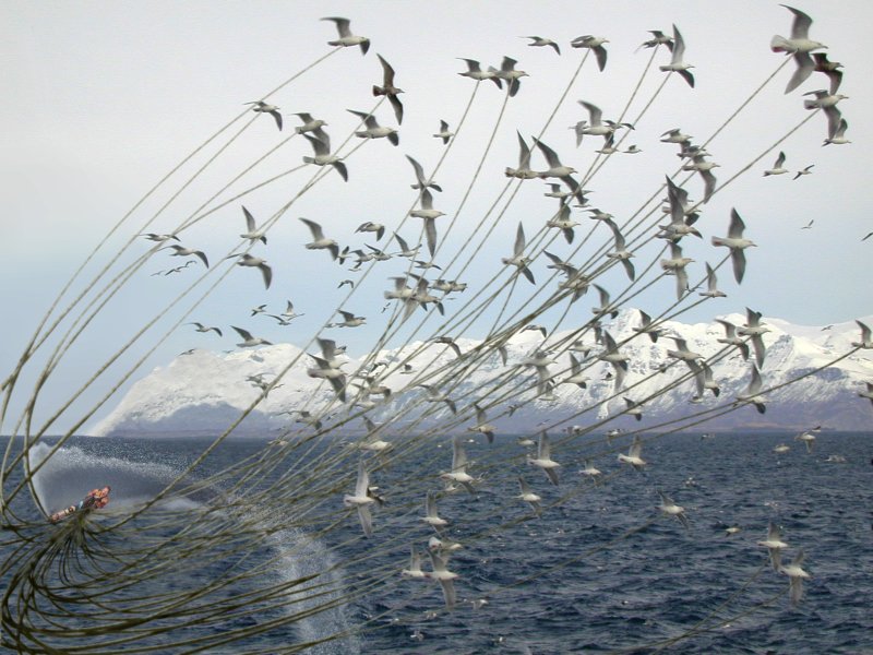 Photoshop Design by Grimtooth for DesignCrowd (Community Contests) | Design #9132544