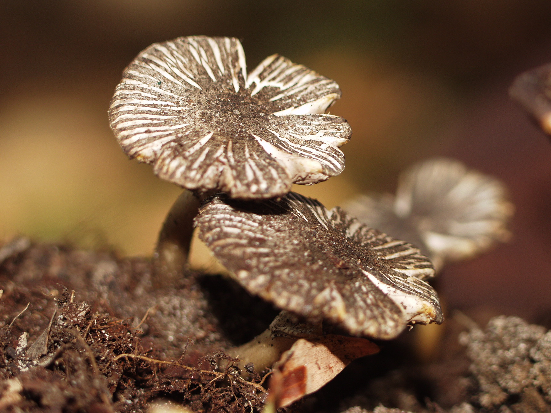 Photography by sfmsfm for DesignCrowd (Community Contests) | Design #9138506