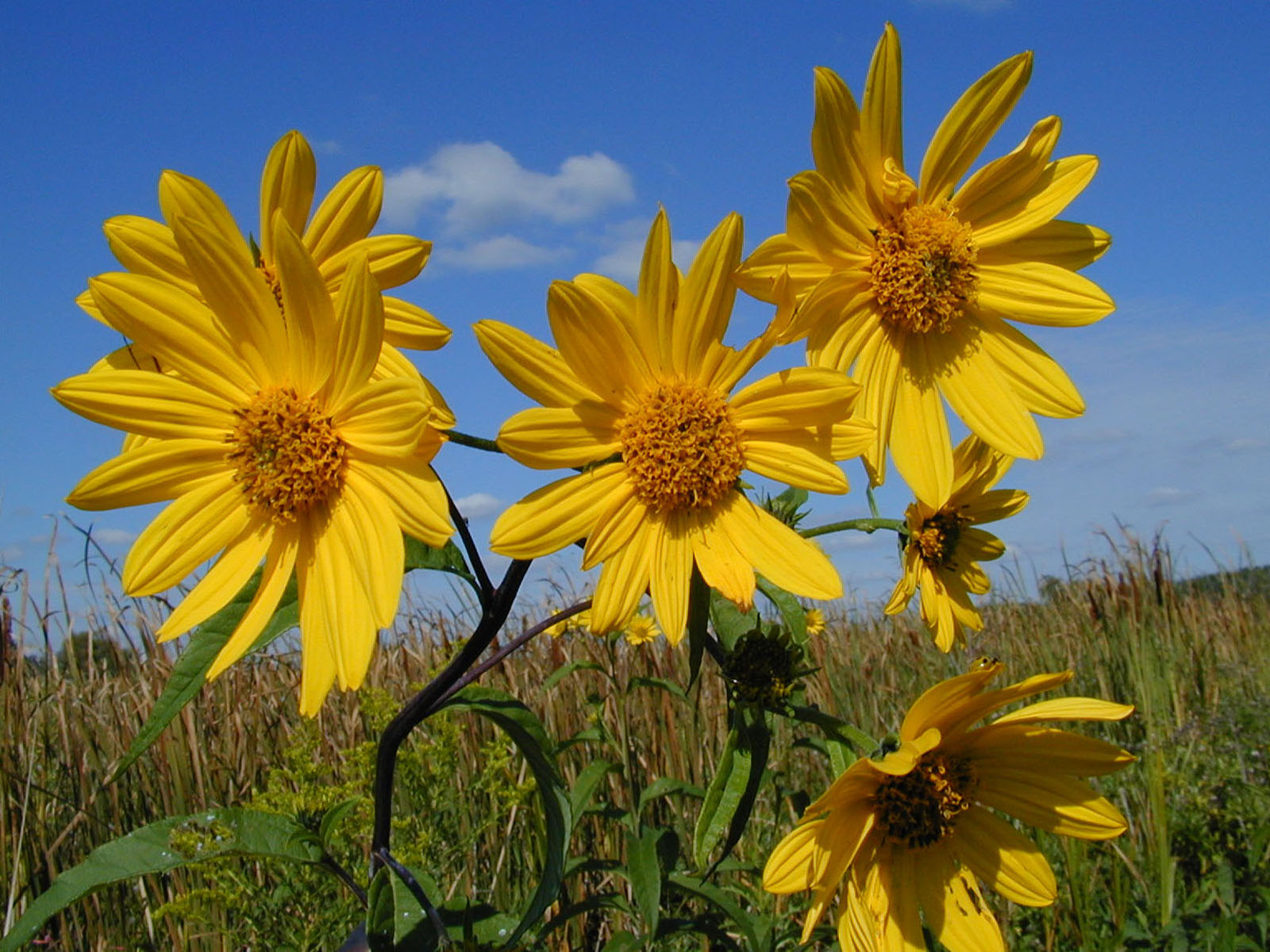 Photographie par dsa157 pour DesignCrowd (Community Contests) | Design #9133387