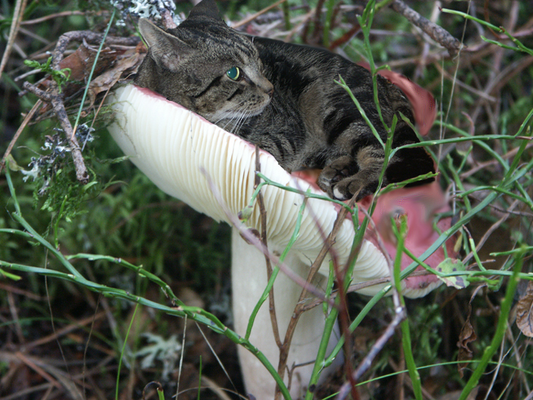 Diseño de Photoshop por Peibes para DesignCrowd (Community Contests) | Diseño #9132861