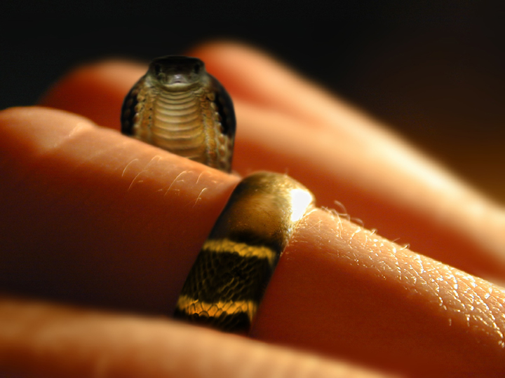 Photoshop Design by bigbucho for DesignCrowd (Community Contests) | Design #9135815