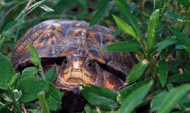 Diseño de Photoshop por dnowhat para DesignCrowd (Community Contests) | Diseño #9135903