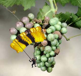 Photoshop Design by GrogAlegutz for DesignCrowd (Community Contests) | Design #9133022