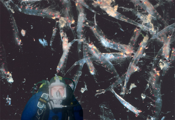 Photoshop Design by RRoland for DesignCrowd (Community Contests) | Design #9132969