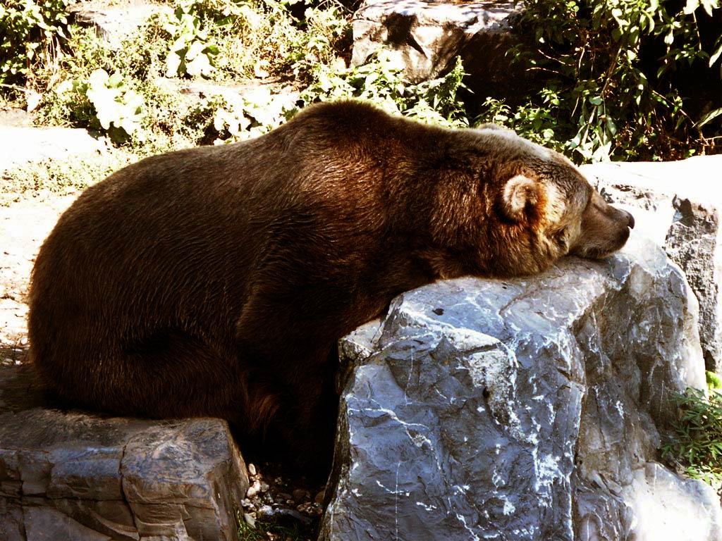 Photography by RealMeert for DesignCrowd (Community Contests) | Design #9130823