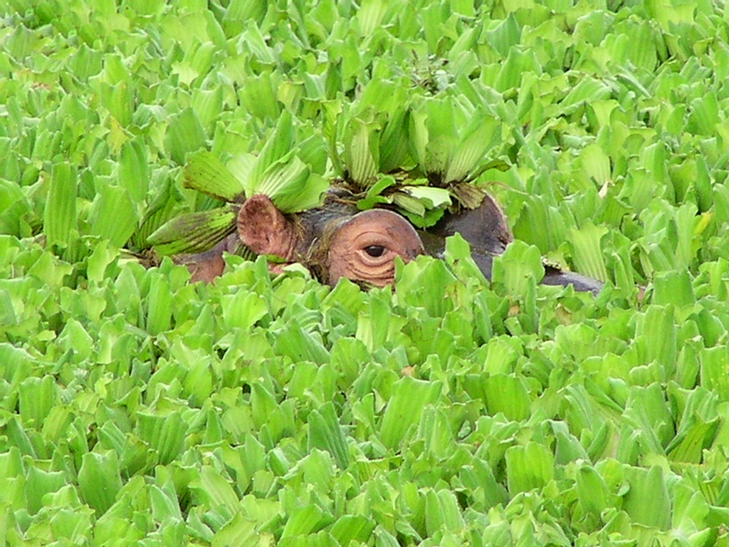 Fotografía por Featherlake para DesignCrowd (Community Contests) | Diseño #9130838