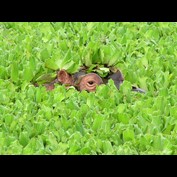 Photography by Featherlake