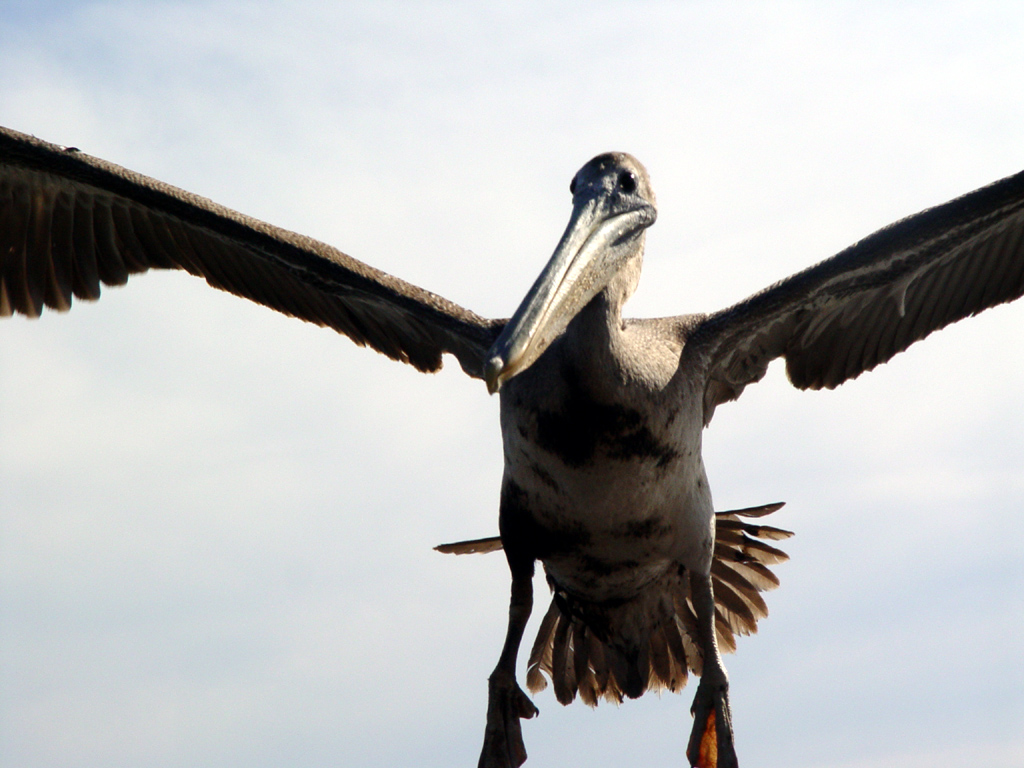 Fotografía por alpcos para DesignCrowd (Community Contests) | Diseño #9130841