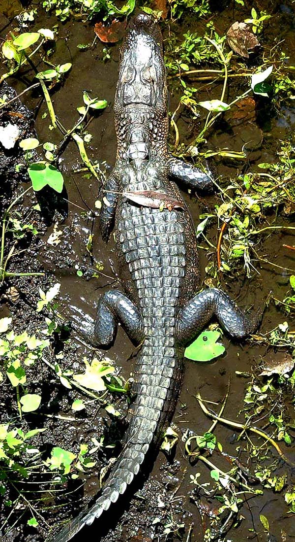 Photographie par TampaDroid pour DesignCrowd (Community Contests) | Design #9130860