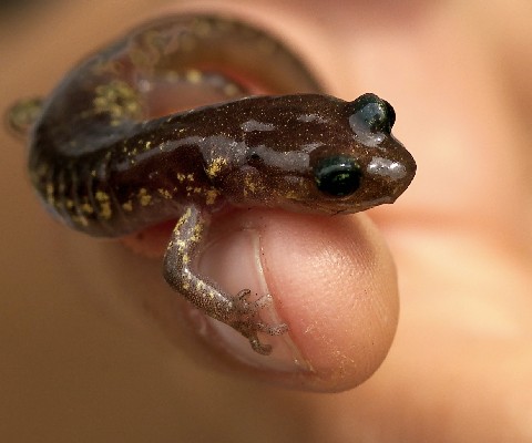 Photography by sns1953 for DesignCrowd (Community Contests) | Design #9130884