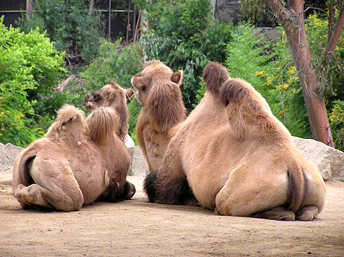 Photography by cometgymmom for DesignCrowd (Community Contests) | Design #9130881