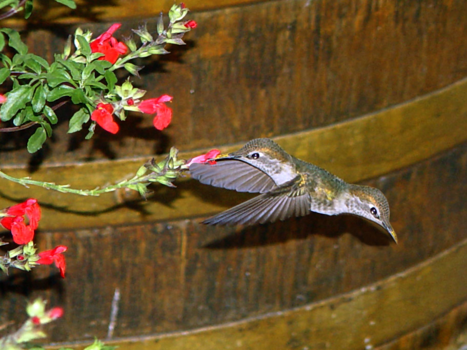 Diseño de Photoshop por alpcos para DesignCrowd (Community Contests) | Diseño #9135975