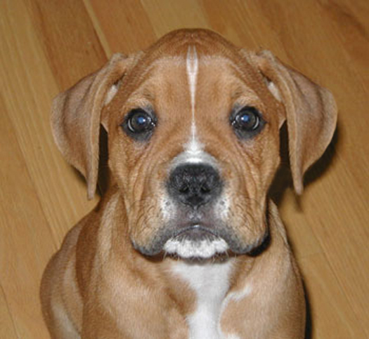 Photoshop Design by NikkiW for DesignCrowd (Community Contests) | Design #9136030