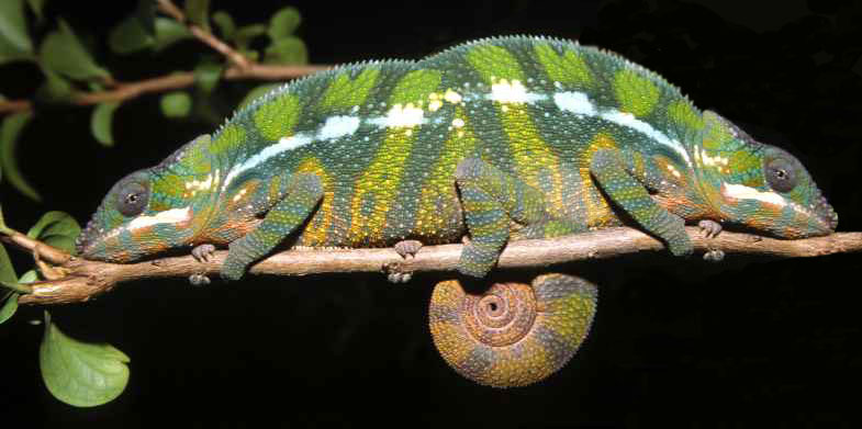 Photoshop Design by neloman3 for DesignCrowd (Community Contests) | Design #9136028