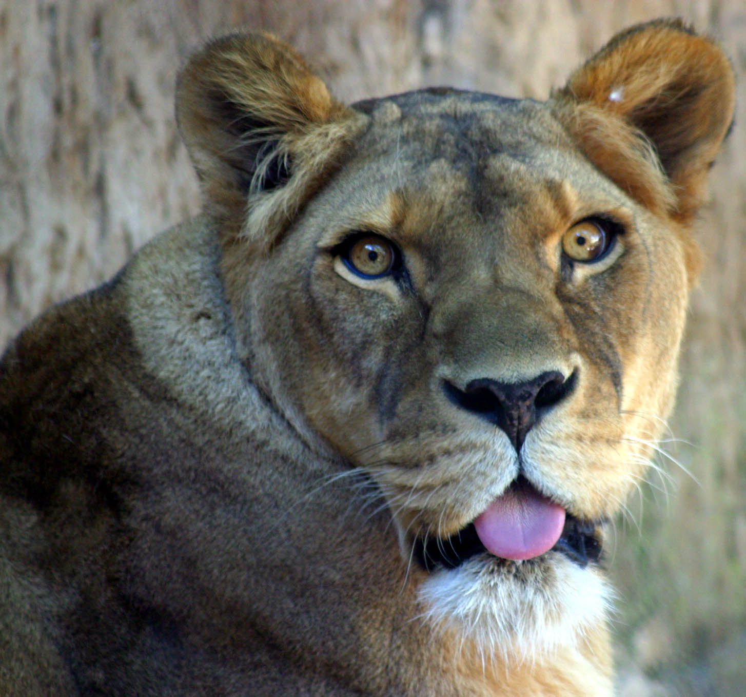 Fotografie von Fascha für DesignCrowd (Community Contests) | Design #9130854