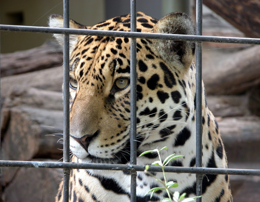 Photography by Roxane for DesignCrowd (Community Contests) | Design #9130897