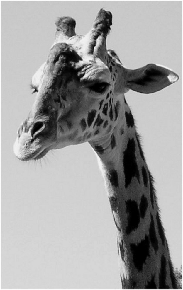 Photographie par CSC10000 pour DesignCrowd (Community Contests) | Design #9130889